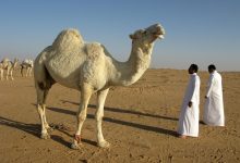 saudi arabia, desert, nature, camel