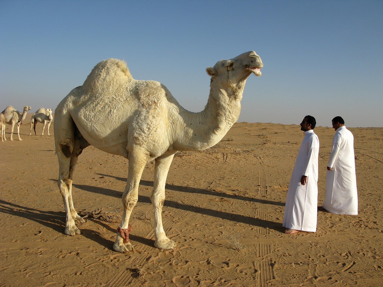 saudi arabia, desert, nature, camel