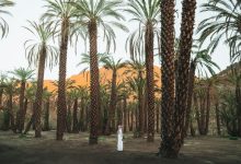 a row of palm trees with mountains in the background