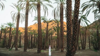a row of palm trees with mountains in the background